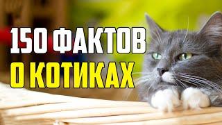 150 ИНТЕРЕСНЫХ ФАКТОВ О КОТИКАХ