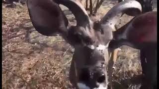 Friendly Kudu and a surprise bite on the…