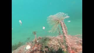 Octagon Reef, Long Bay, 23 Jan 2023