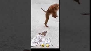 Monkey and snake prank #shorts