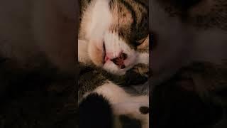 Ever Seen A Heart Shaped Nose ️
