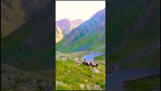 Nomadic shepherd cows difficult plateau life travel wiev #music #doğa #nature #cows #shepherd