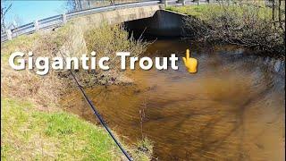 Catching GIGANTIC BROWN TROUT In Tiny PA Streams #troutfishing #fishing #trout