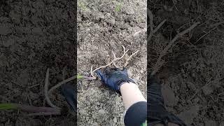Зачем майский ландыш высаживать под яблони?