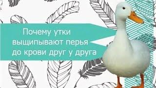 Как я справилась с расклевом//как давать яблочный уксус и соль