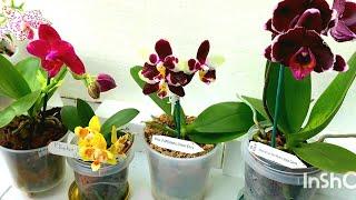 Уникальная коллекция редких Орхидей FANGtastic Green, Mituo King big pink, Phal I-hsin Maple Valley