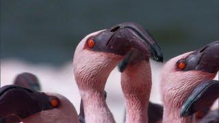 Over a Million Flamingos | The Great Rift: Africa's Wild Heart | BBC Earth