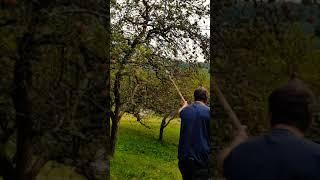 Apfelernte im Schwarzwald; #shorts #blackforest#Streuobstwiese#apple#harvest#nature#menpower