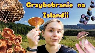  Grzyby, borówki i LAS na ISLANDII ??