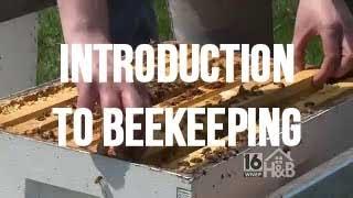 Introduction to Beekeeping | Mann Lake Ltd.