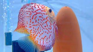 how to hatch discus eggs,discus breeding step by step (fish video)