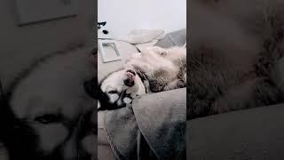 Devil Dog Husky #cute #funny #devil
