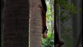 What a BIG Squirrel ️ |DK passion |#shortsfeed #squirrel #animals