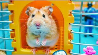 DIY Pop It Maze  Hamster Escapes in Real Life  Hamster Maze