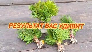 Туя размножение,самый лёгкий способ черенкования #туя #черенкование #сад