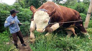 SAPI RAKSASA TERSEMBUNYI️ANCAMAN BARU KONTES APPSI JIKA MAKSIMAL