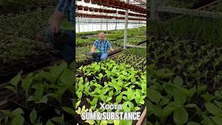 Хоста Sum & Substance #питомник #тимирязевский #shorts #nursery #plants #хоста #hosta