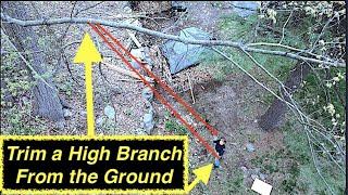 How to trim a high tree branch