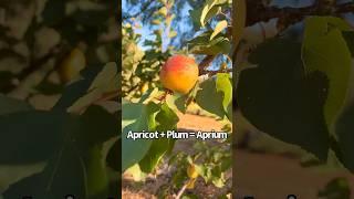 Aprium Fruit = Apricot + Plum #fruitharvesting  & Taste Test  #fruit