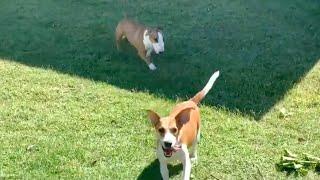 English Mini Bullterrier playing with Beagle. Английский Мини Бультерьер играет с Собакой Бигль .