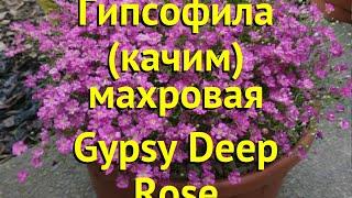 Гипсофила махровая Джипси Дип Роуз. Краткий обзор, описание gypsophila paniculata Gypsy Deep Rose