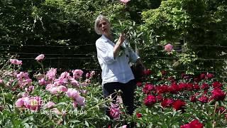 How to grow Peonies | Crocus.co.uk