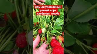Самый урожайный сорт клубники . Ранний сорт Альба
