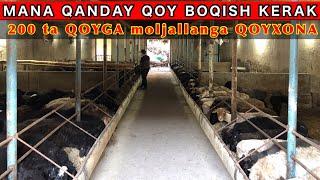 200 ta QOY BOQISH SIRLARI va Sotiladigan QOYLAR ️ +998 93-370-64-40