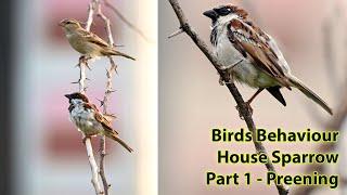 Bird Activities | House Sparrow | Preening