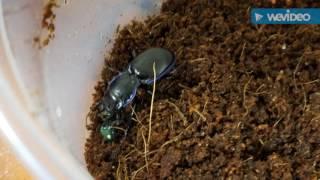 Warrior Beetles feeding.