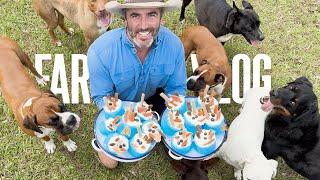 Dog Video of Dogs Enjoying Delicious Treats | Dog Farm Sanctuary Australia