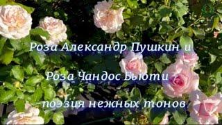 Роза Александр Пушкин и Роза Чандос Бьюти -поэзия нежных тонов. Питомник растений Е. Иващенко