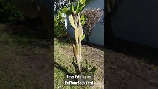 World's Easiest Edible Addition to Your Yard, Nopales Thornless Cactus on @EatYourBackYard
