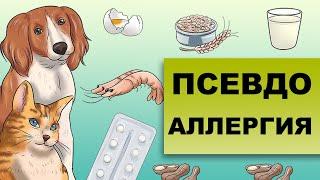 ПСЕВДОАЛЛЕРГИЯ. Как отличить от аллергии?