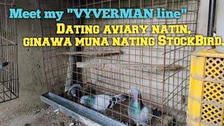 Dating aviary natin,ginawa nating munang stokbird,meet my vyverman line..