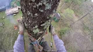 Removing a dying Norway Spruce in Sproul State Forest PA.