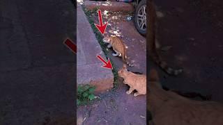 cats eat grass | cat videos shorts #catlover #catvideos #cat