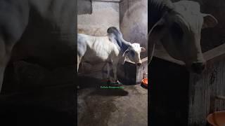 Monster Most Beautiful and Biggest Ongole Oxx of Topsia in Kolkata Cow for 2026#viral #trending