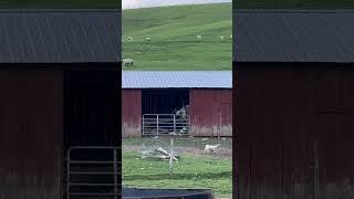 Short #4 #trucking #otr #truckdriving #vlog #animals #westvirginia