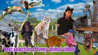 Funniest Cat and Dog Videos will make you LAUGH ALL DAY LONG  Funniest Animal Videos