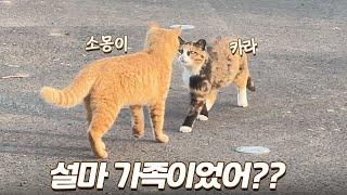 가족 아니면 욕하고 싸우던 길냥이가 옆집 꼬맹이와 코뽀뽀를?? 둘이 설마 가족인 걸까요?