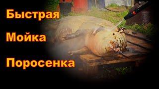 Быстрая чистка поросенка. Свиномойка.