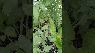 Flea Beetles Quick Organic "Tap"