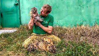 This year's FIRST tiger cubs were born in Taigan! THE GREAT FURTHER