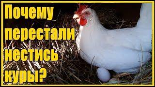 Три основных причины почему перестали нестись куры