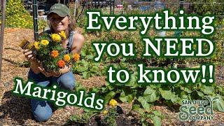 Marigold Flowers 101: Planting, Care & Harvesting for These Beautiful, Beneficial Pollinators