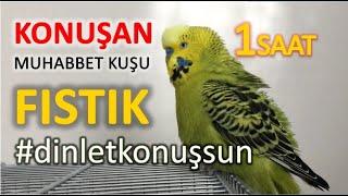 Konuşan Muhabbet Kuşu Fıstık Özel 1 | 1-saat | Kafana takma dinlet konuşsun