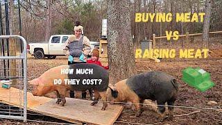 Raising PIGS for food || Is it worth it?