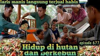 alhamdulillah panen cabe langsung jual ke desa warta petani muda hidup di hutan