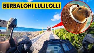 IF YOU SEE BURBALONI LULILOLI CAPIBARELLO COCOSINI WHILE DRIVING A MOTORCYCLE DO NOT APPROACH!